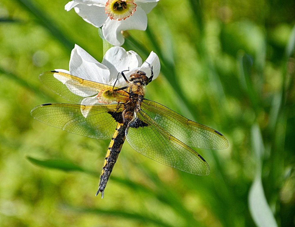 Воспоминания о лете.