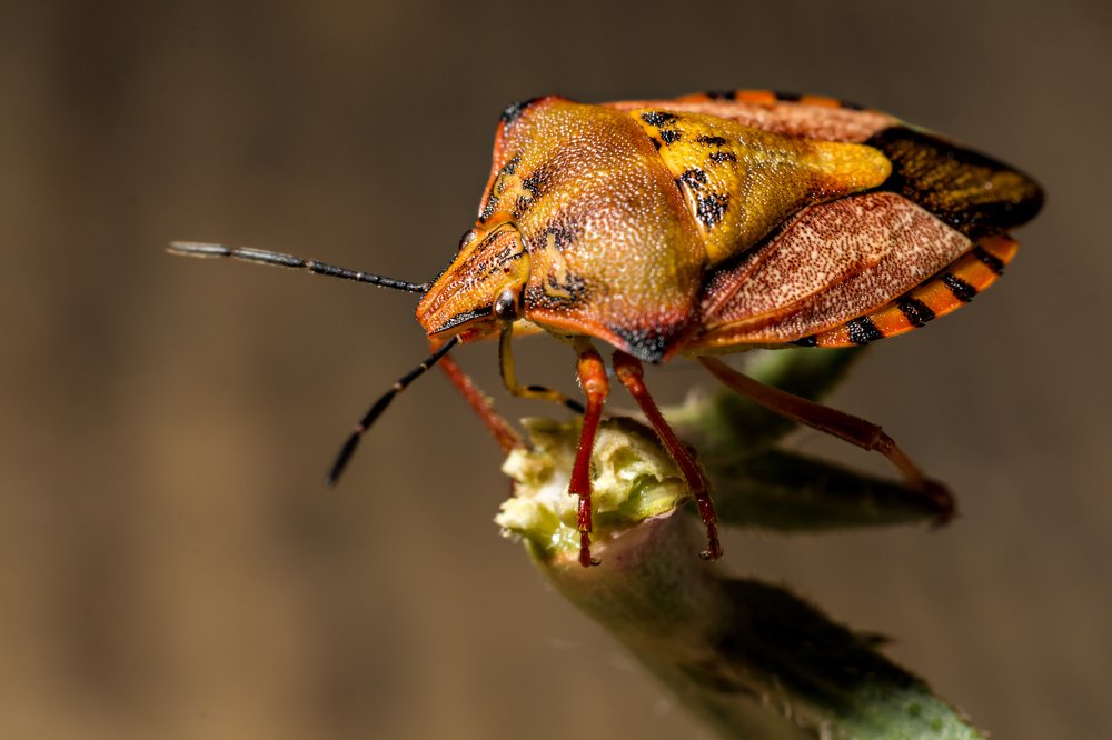 Photograph by Luca Arsinel