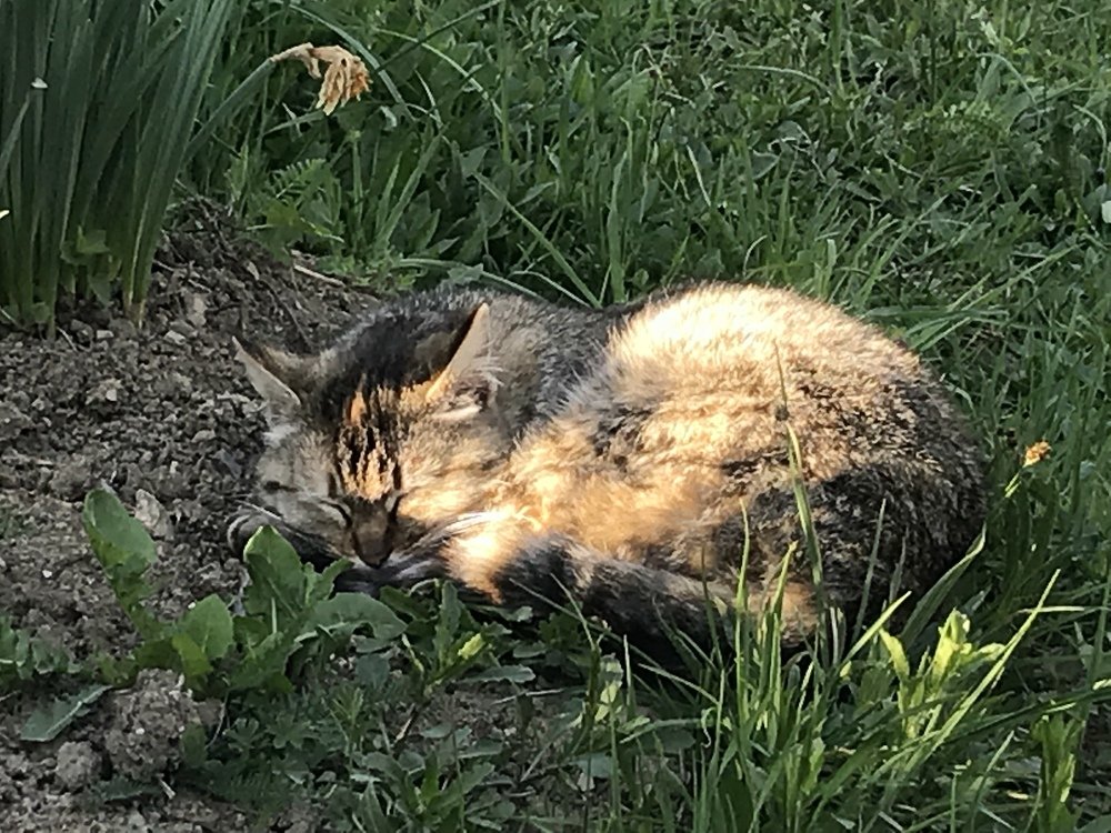 Photograph by Anca Hultoana