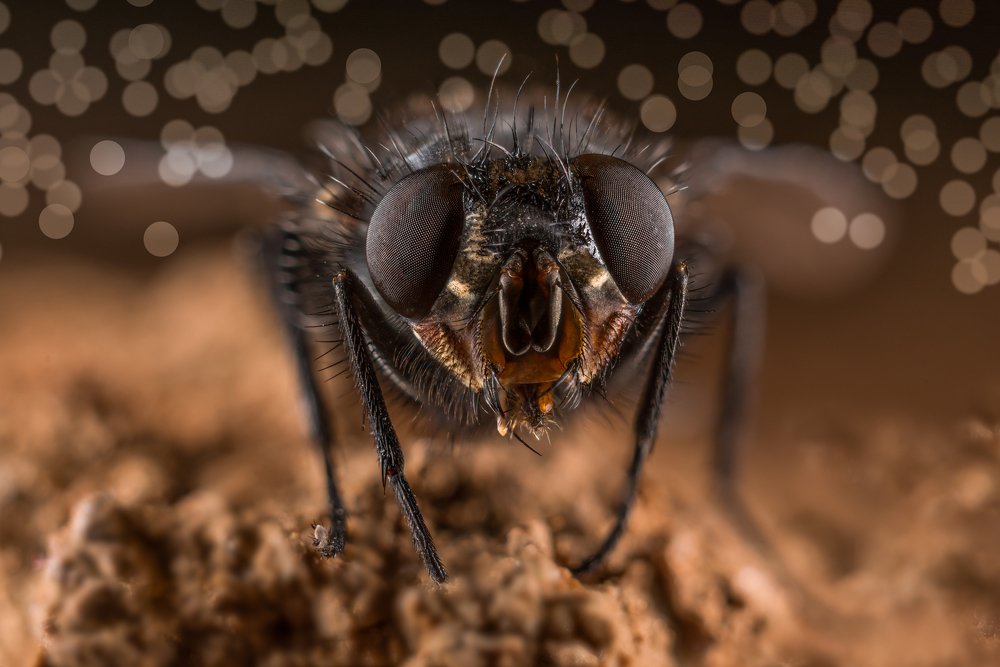 Photograph by Luca Arsinel