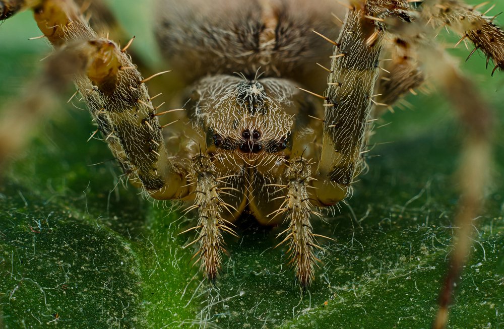 Photograph by Luca Arsinel