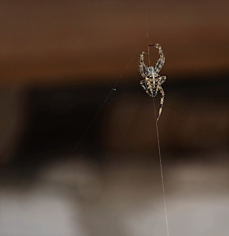 Акробатика на паутине.