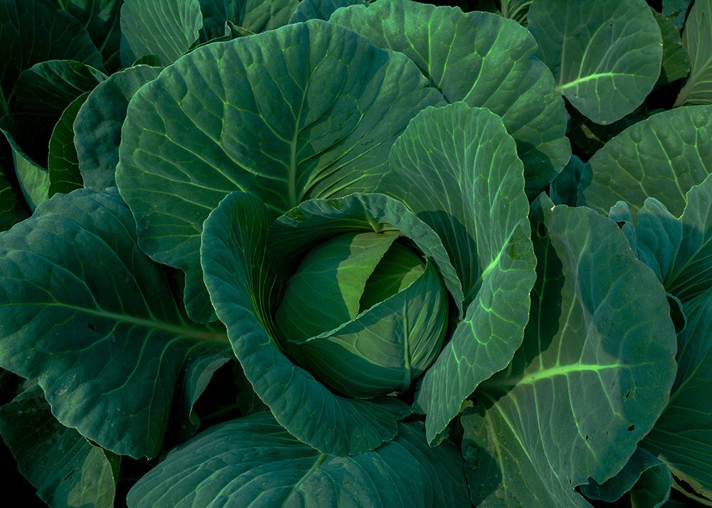 Photograph by  MD DIDARUL ALAM CHY