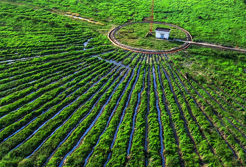 Photograph by  MD DIDARUL ALAM CHY