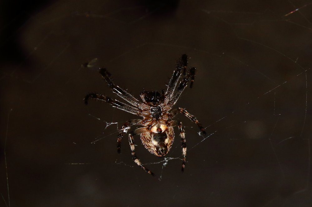 Photograph by Сергей