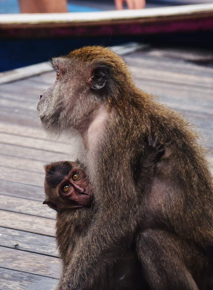 Photograph by Saeed Bin Hossain