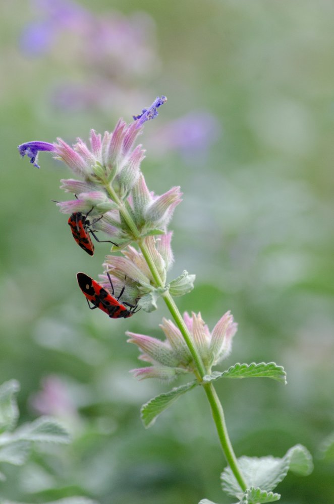 Фотография автора Muhammad Haris