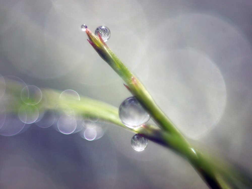сказка утренней росы / fairy tale of morning dew