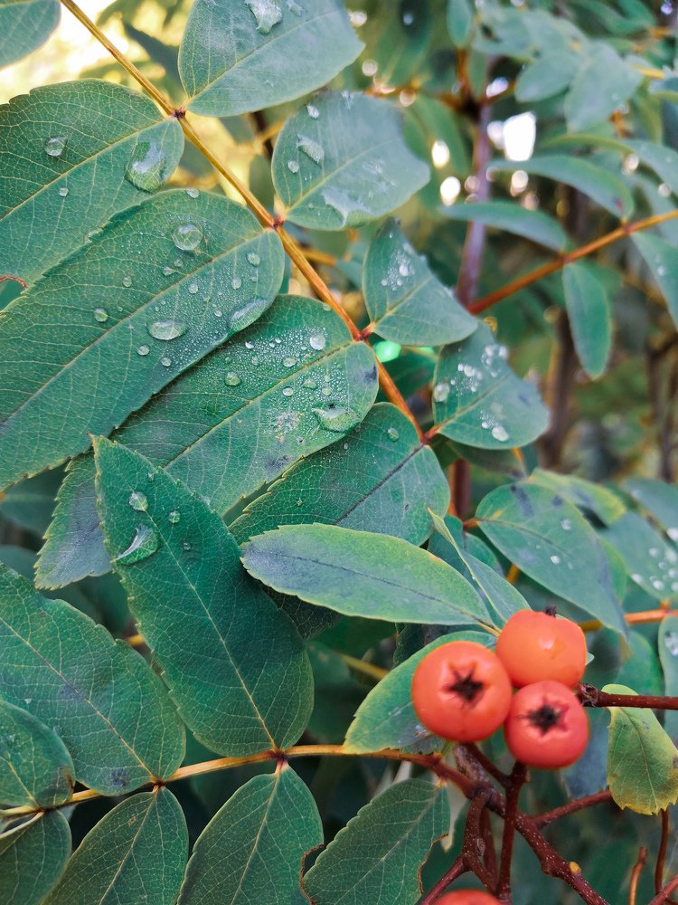 Photograph by Ольга Усманова