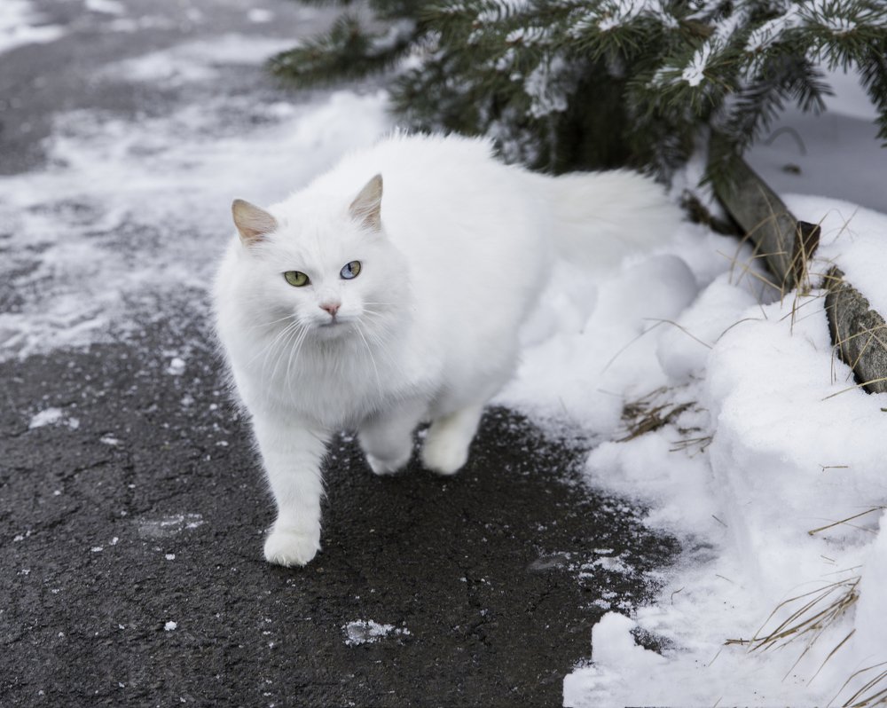 Живой снежок