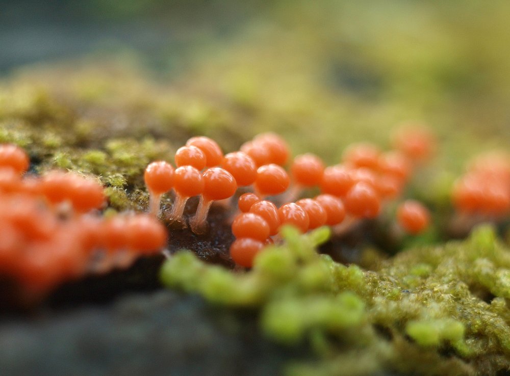 Трихия обманчивая / Trichia decipiens