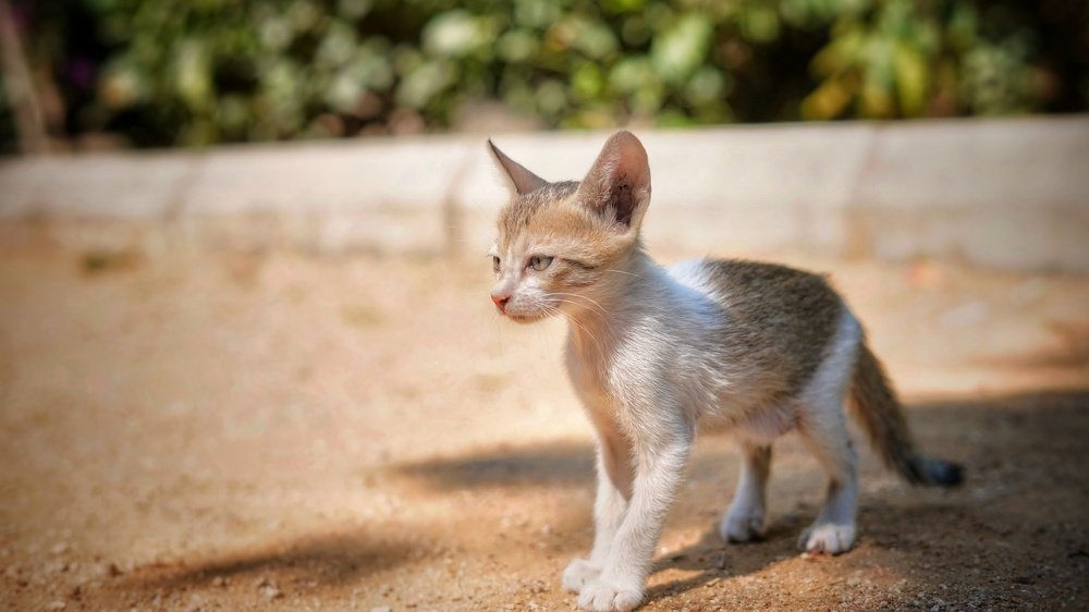 Photograph by Srinivas Pathipati
