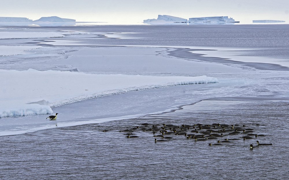На краю ледовой кромки