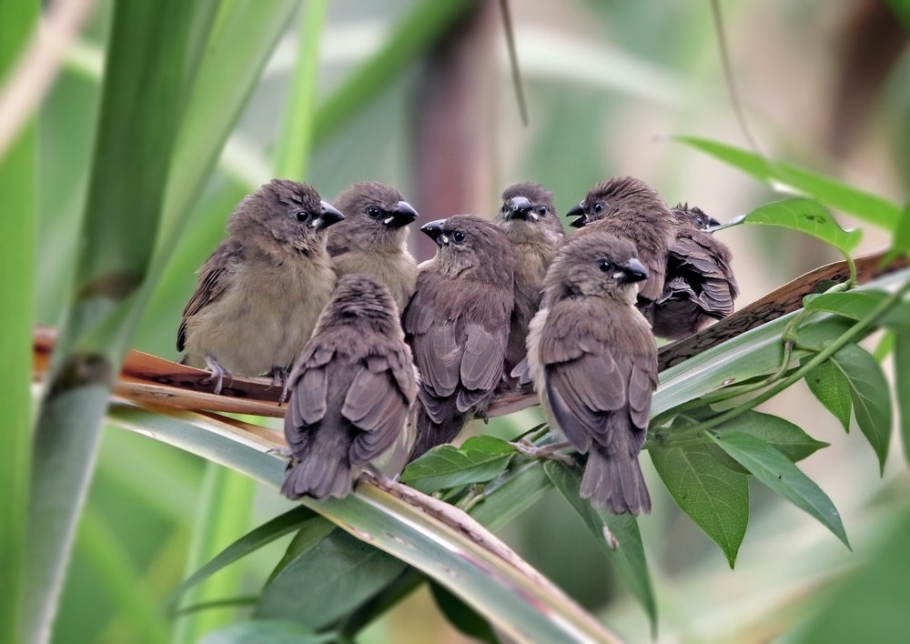 Фотография автора Joni Hidayat