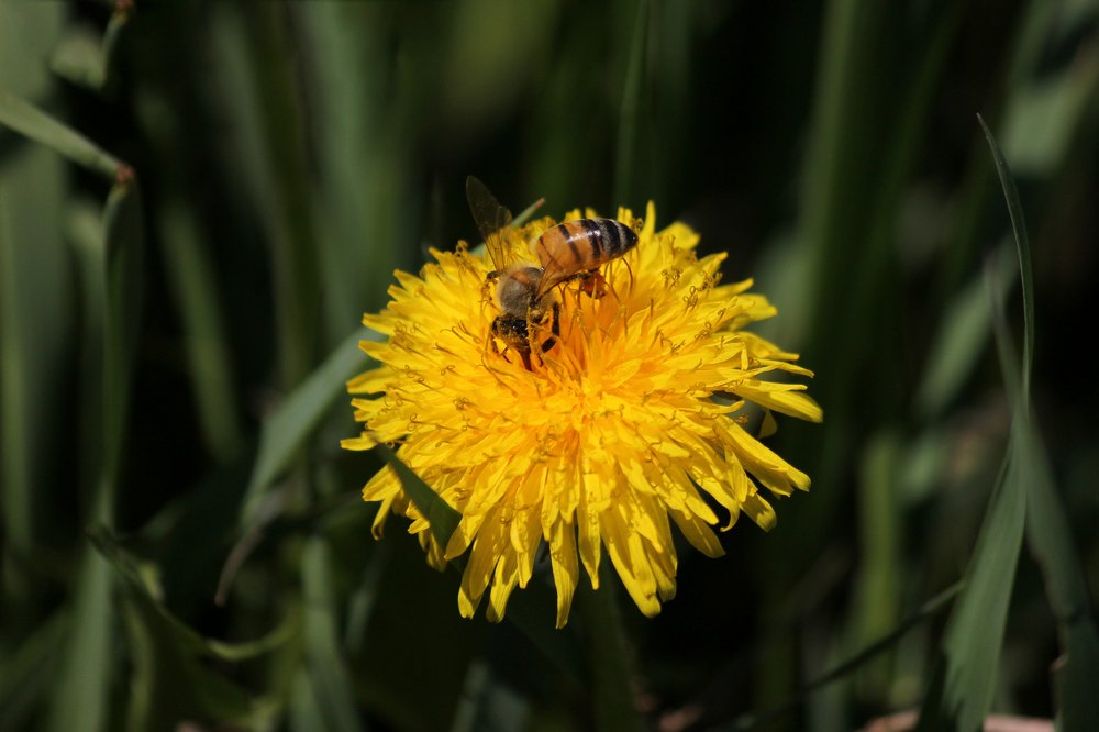 Photograph by saeed javanbakht