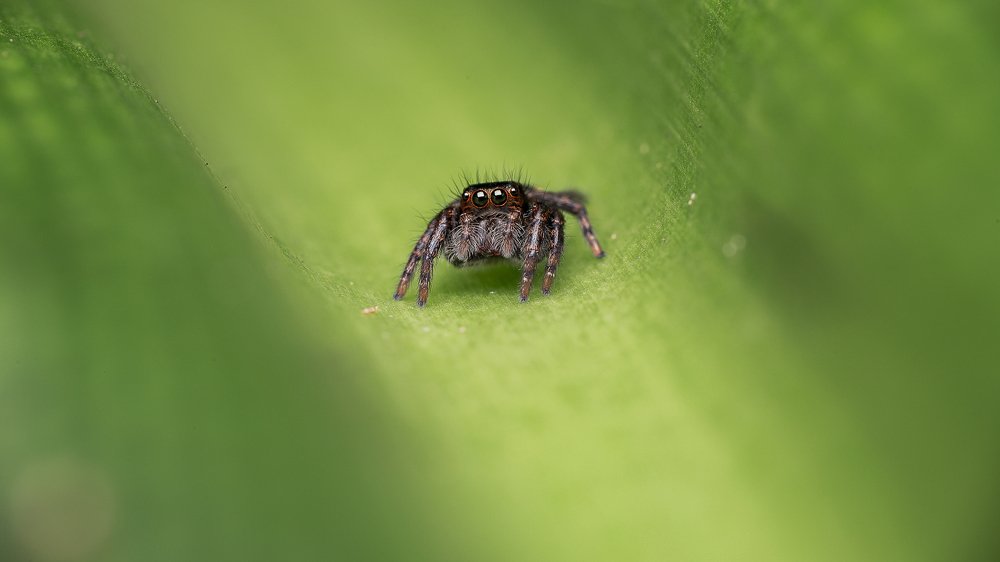 Photograph by Shajin