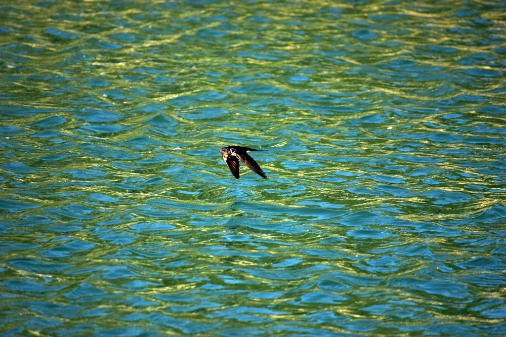 Photograph by saeed javanbakht