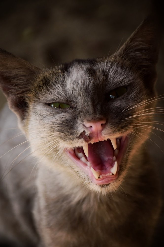 Photograph by Saeed Bin Hossain