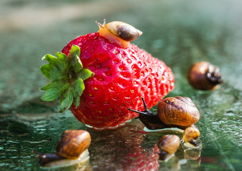 Фотография автора Майя Афзаал