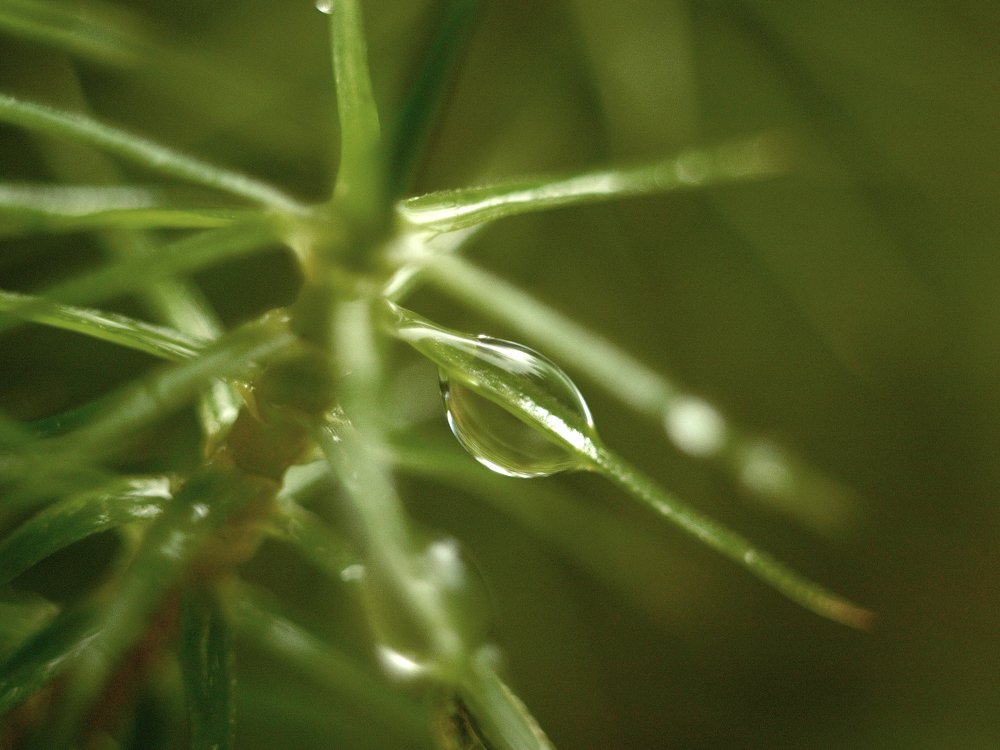 Мох после дождя