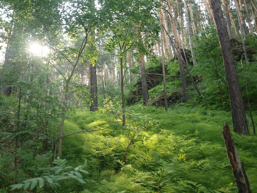 папоротниковый склон