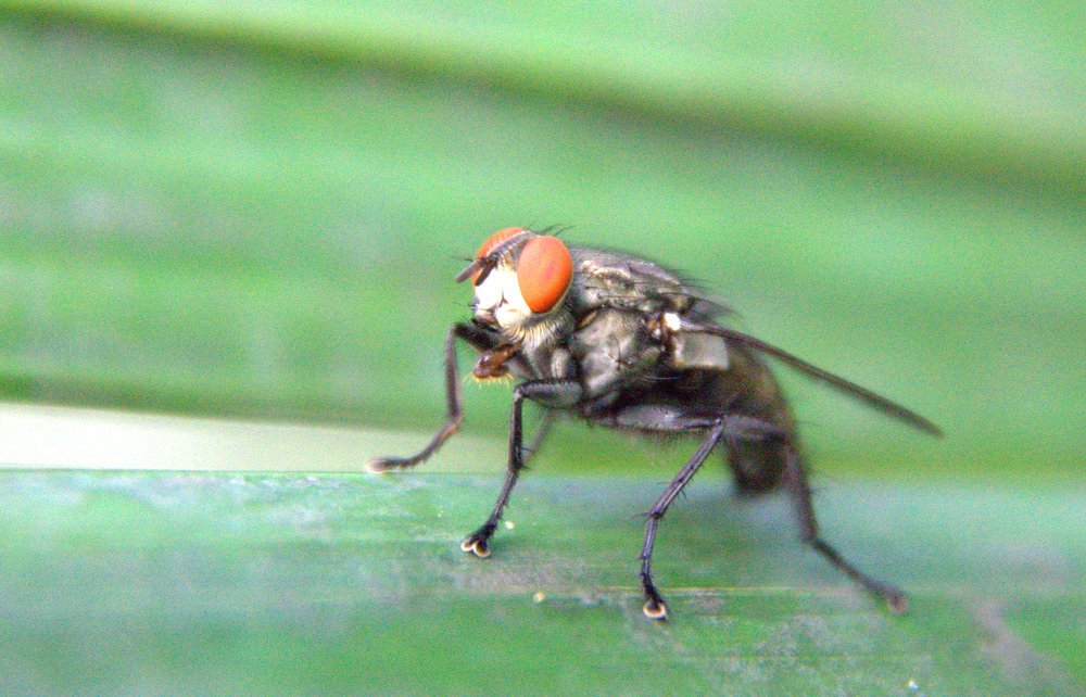 Photograph by Kushal Sharma