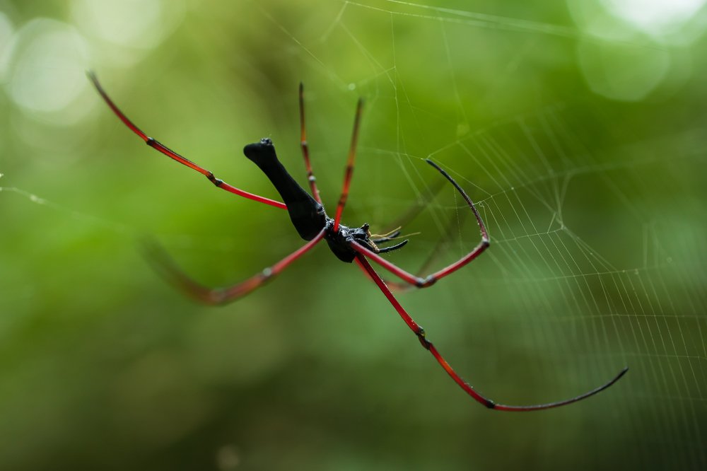 Photograph by Md. Shariful Islam Pavel