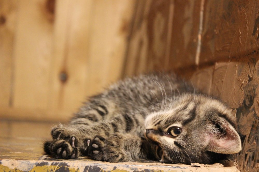 Photograph by Леся Дмітрук