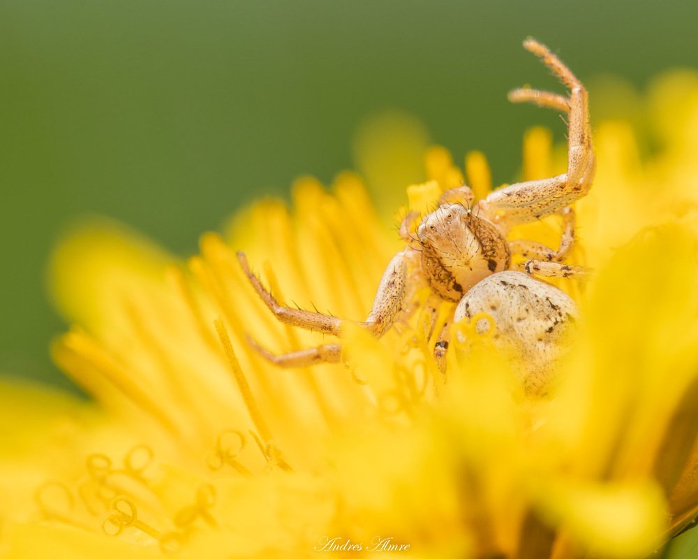 Photograph by Andres Almre