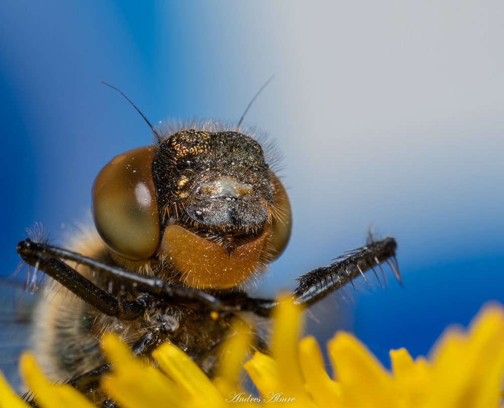 Photograph by Andres Almre