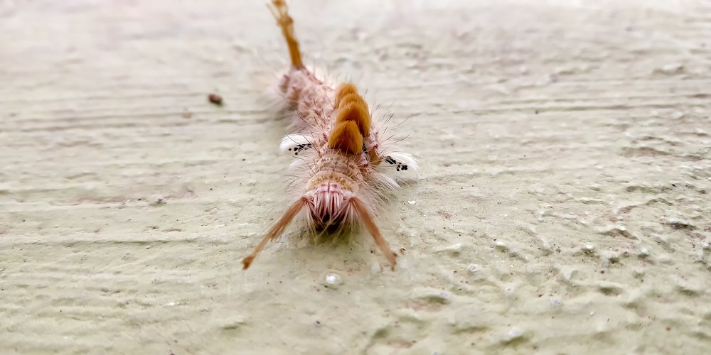 Фотография автора Balasubramanya