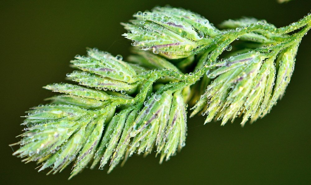 Ветка в росе.