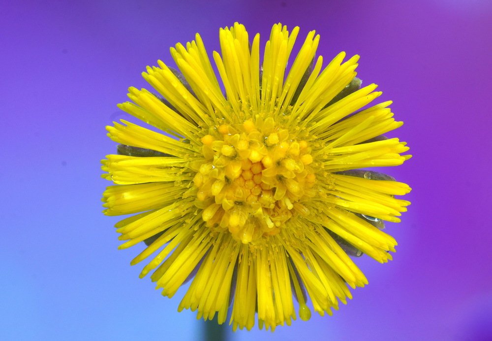 Весенний цветок