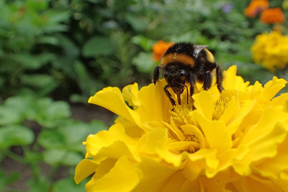Лакомка шмель