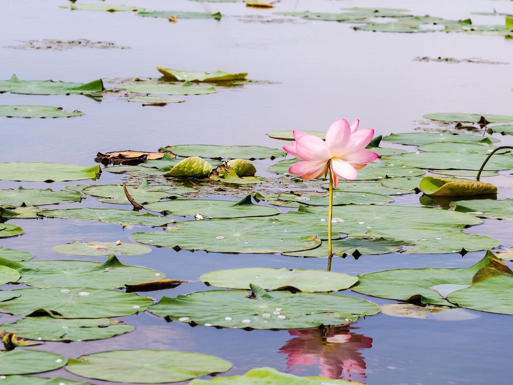 Photograph by Олеся Семенова