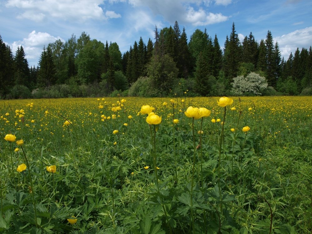 Купавки на лютиковом поле