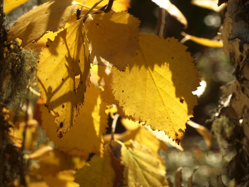 Осень уже на пороге