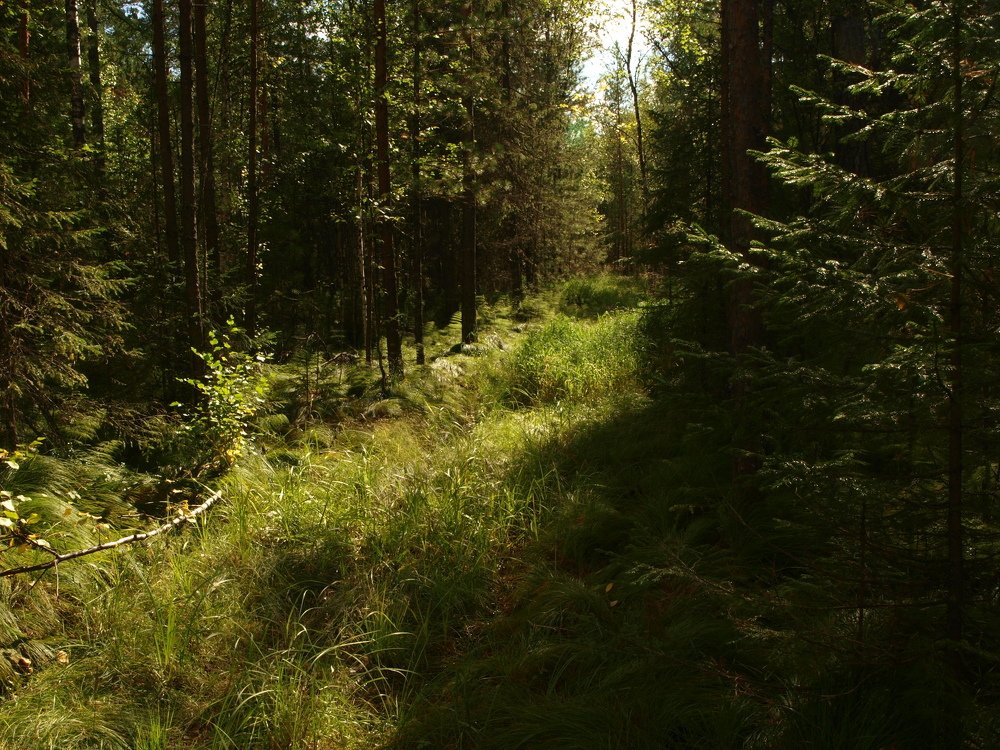 Зелень тайги