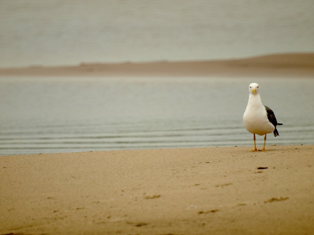 я тебя вижу! / i see you