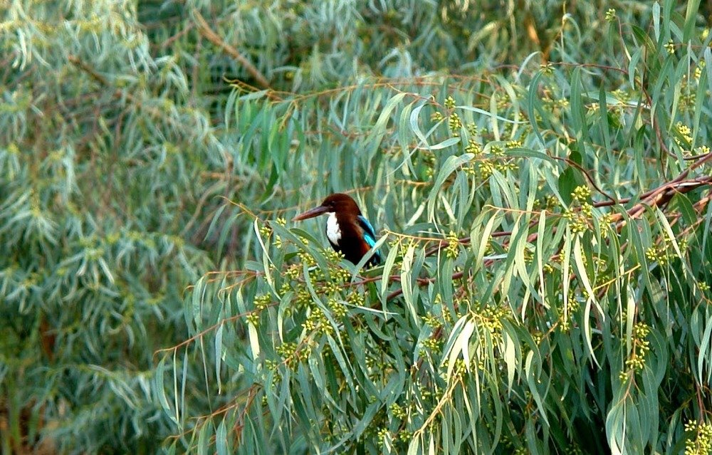 Photograph by علي الساعدي