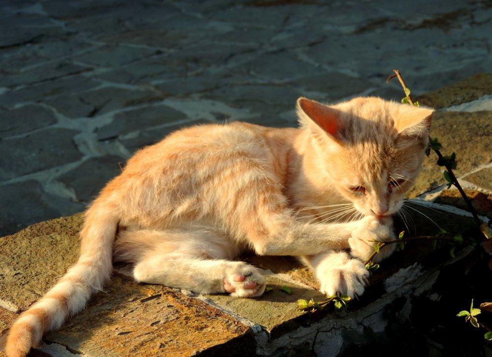 Вкусная травка