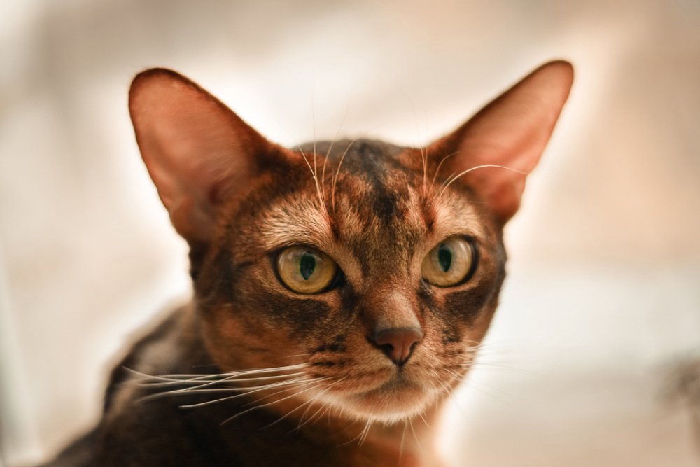 Photograph by Ольга Снадина