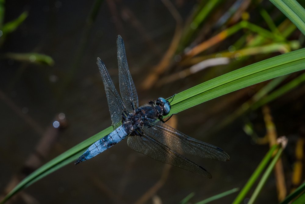 Photograph by Marcin Sokolowski - maarew