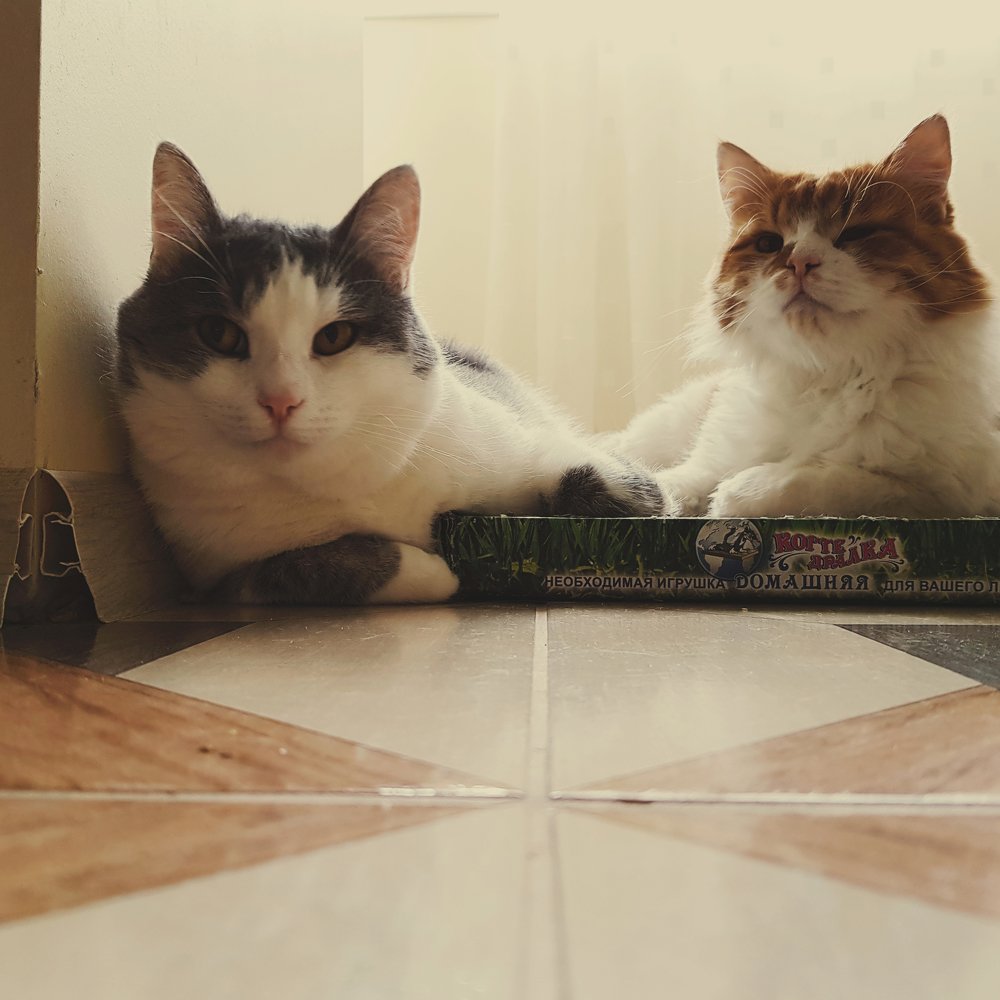 Королевишна