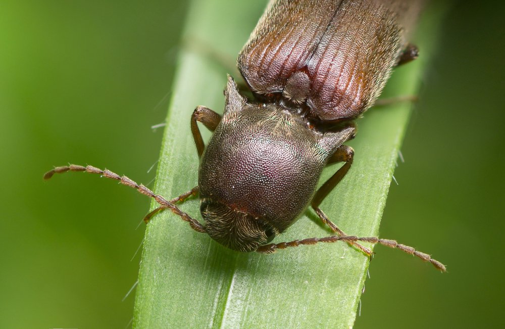 Фотография автора Vakhtangi Janjgava