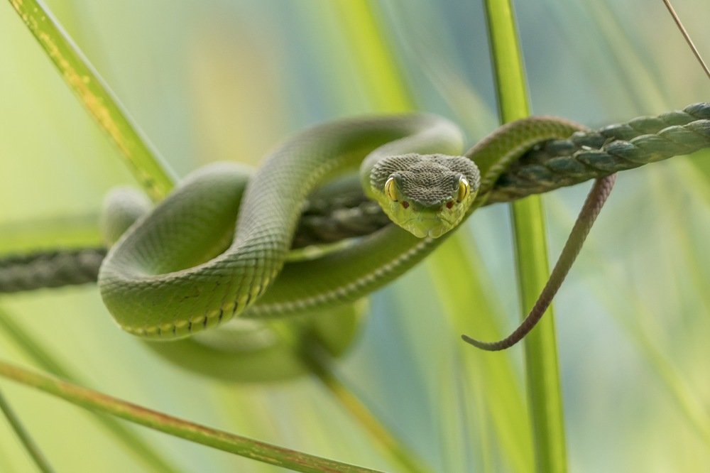 Look of Life or Death