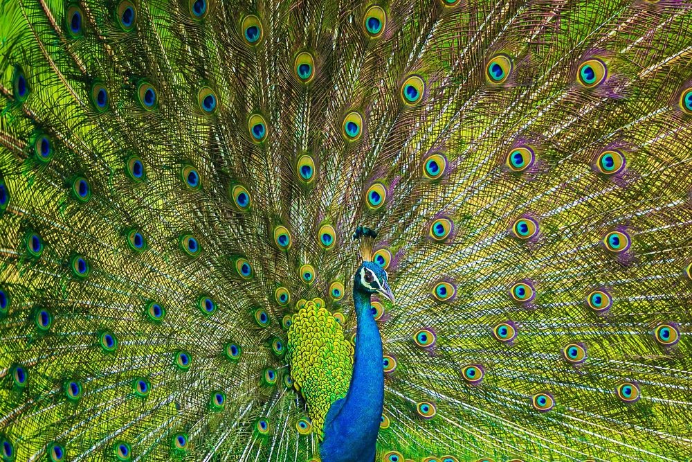 Photograph by Lionel falcao