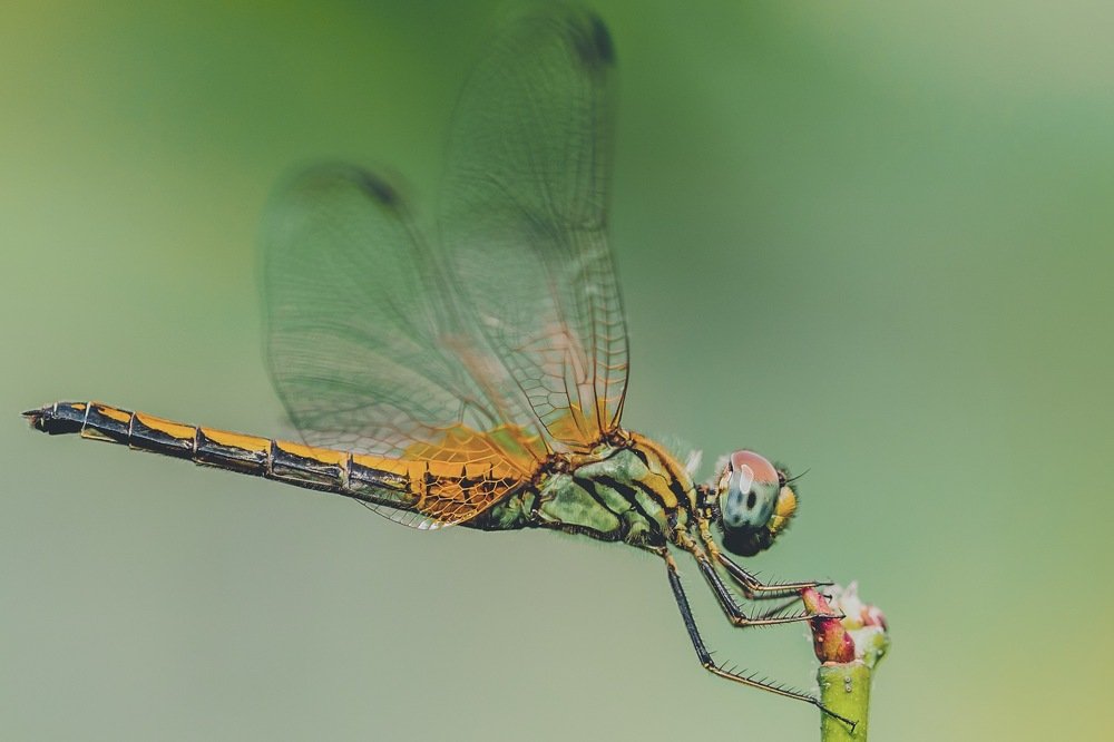 Photograph by Lionel falcao