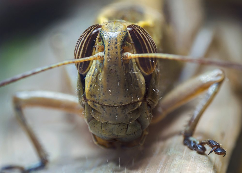 Фотография автора Vakhtangi Janjgava