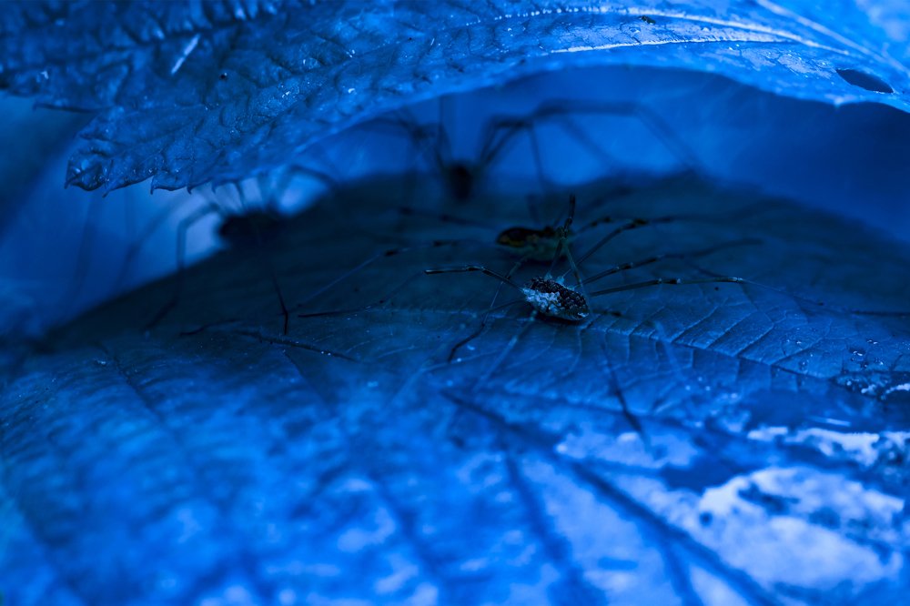 "Другой мир, план захвата"